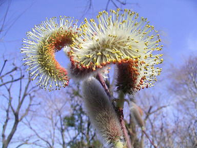 Drecom Isao Oのブログ ネコヤナギ 猫柳 ラジオ深夜便 今日の誕生花と花言葉