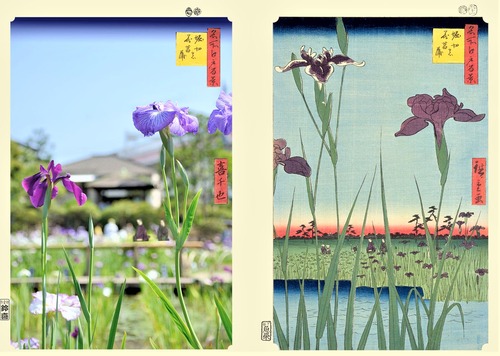 堀切の菖蒲　正