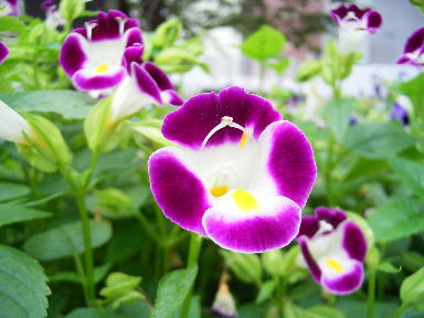 Drecom Isao Oのブログ トレニア 花瓜草 ラジオ深夜便 今日の誕生花と花言葉 Drecom Isao Oのブログ トレニア 花瓜草 ラジオ深夜便 今日の誕生花と花言葉