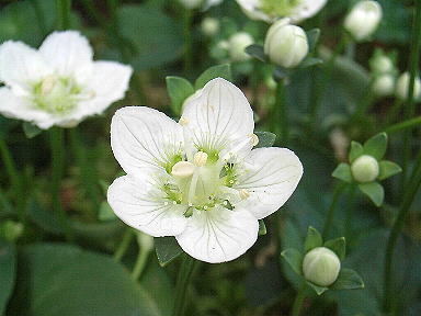 18 ウメバチソウ　いじらしい