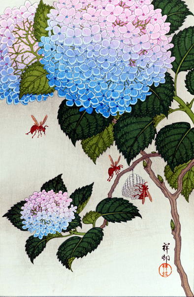 小原古邨　紫陽花に蜂