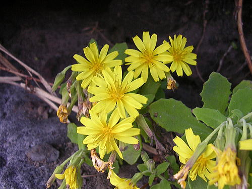 2011 11 27 アゼトウナ　変わらぬ愛　