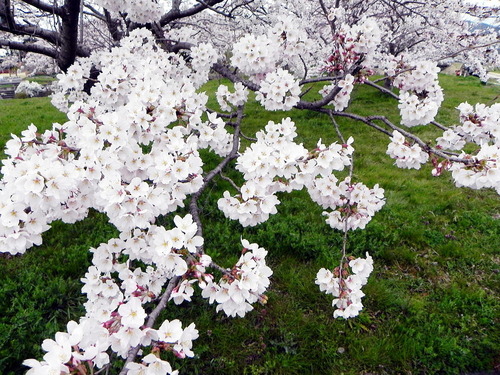 DSCN4464 - コピー1000