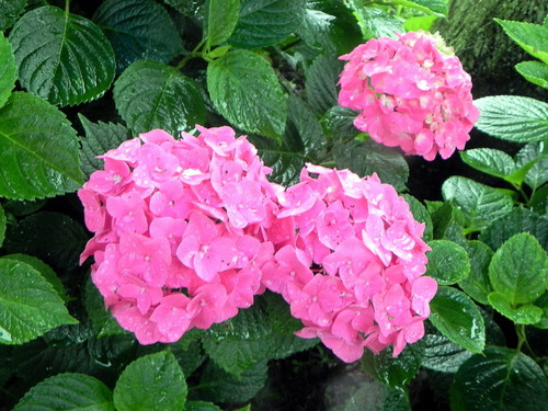 DSCN1391
