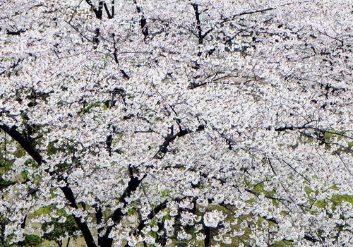 DSCN4023-1000