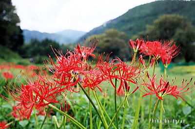 Drecom Isao Oのブログ 彼岸花 Nhk ラジオ深夜便 今日の誕生花