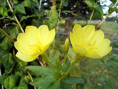 18 おおまつよいぐさ