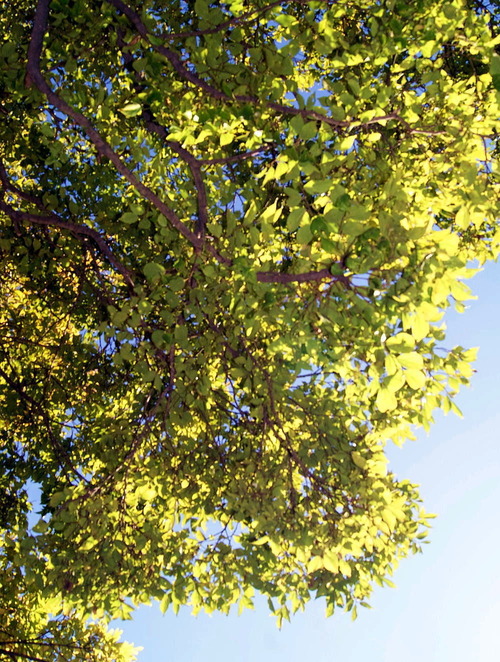 DSC00420