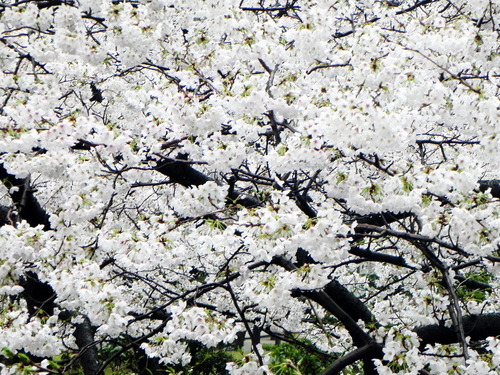 DSCN8053