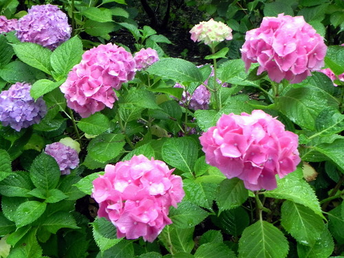 DSCN1385