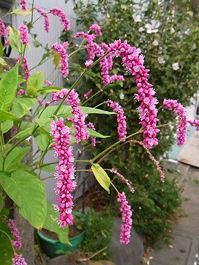 19 オオケダテ　大毛蓼
