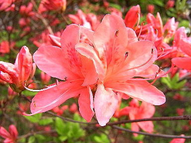 22.2012 やまつつじ