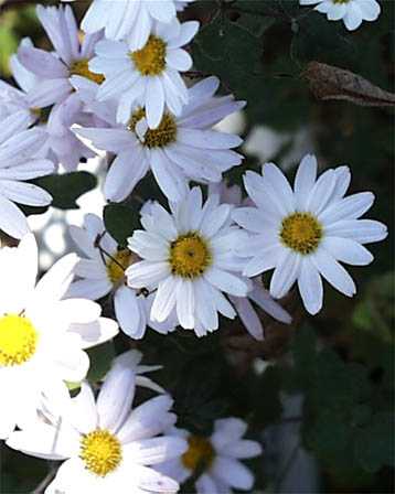 21 龍脳菊　無常の美