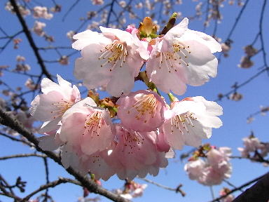 12 寒桜　気紛れ