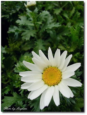 22 クリサンセマム　パルとサム