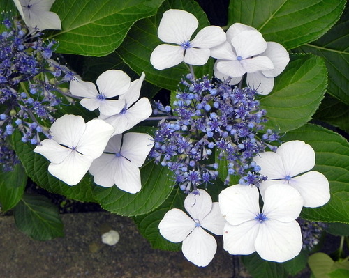 DSCN1434