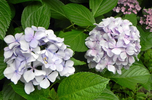 DSCN1452