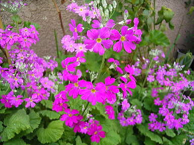 4　オトメコ桜　少年時代の希望　初恋