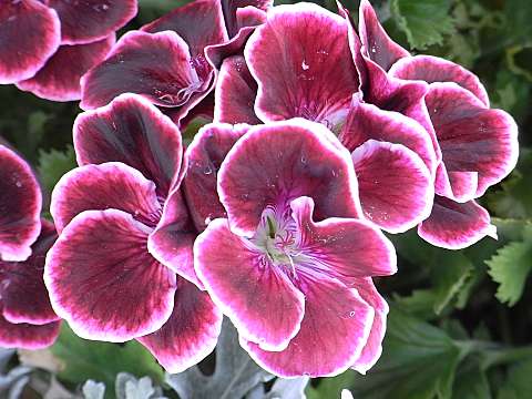 15　ぺらるごにゅうむ