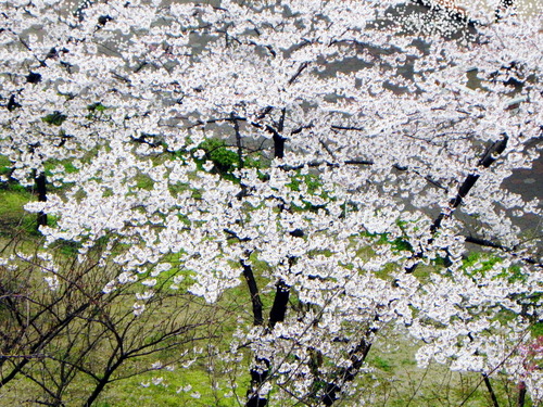 DSCN4006-1000