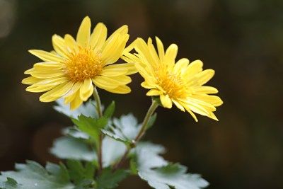 16 寒菊　繊細　