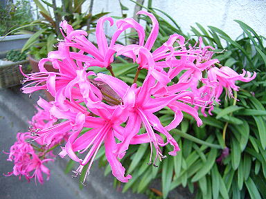 2010 10 24 ネリネ　華やか　可愛い