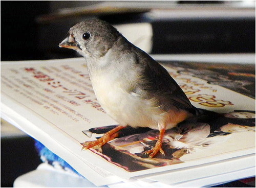 DSCN1102 - コピー - コピー