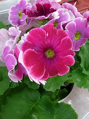 10 トキワコ桜　富貴　神秘な心