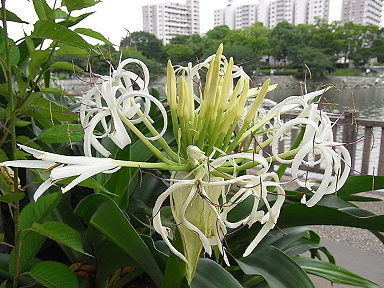 17　ハマオモト