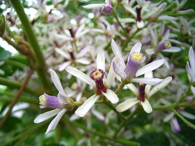 2011 6 14 せんだん