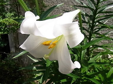 21てっぽうゆり