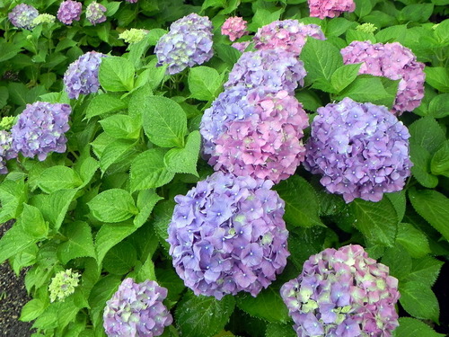 DSCN1386