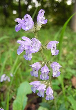 16あきのたむらそう