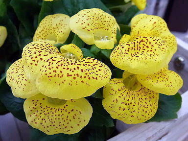 ３０きんちゃくそう