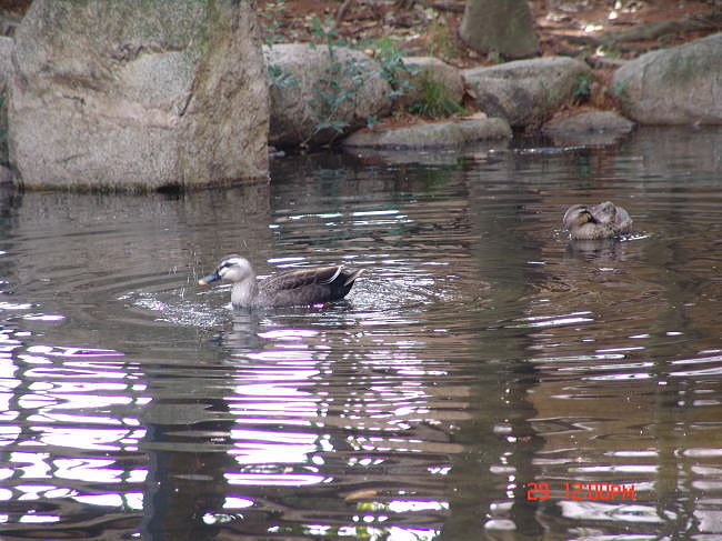 dsc00468.jpg