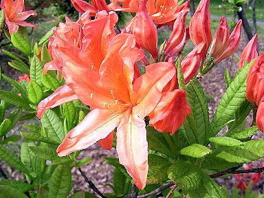 ２４れんげつつじ