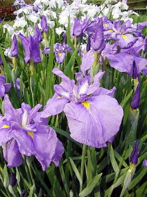 20　はなしょうぶ