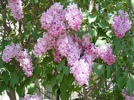 lilac040523-2