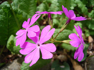 sakuso3