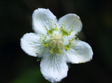 Drecom Isao Oのブログ ウメバチソウ 梅鉢草 ラジオ深夜便 今日の誕生花と花言葉