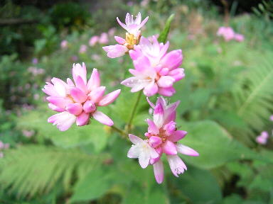 Drecom Isao Oのブログ ミゾソバ 溝蕎麦 Nhk ラジオ深夜便 今日の誕生花と花言葉