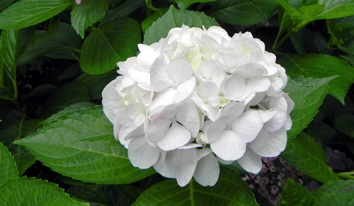 DSCN1453