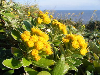 17 いそぎく　清楚な美しさ　