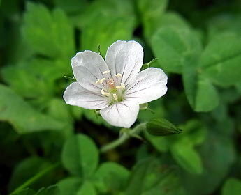 18げんのしょうこ