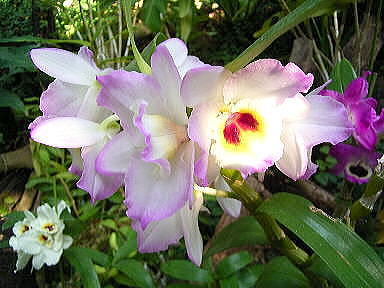 8　デンドロビュウム　我侭な美人