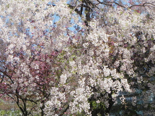 DSCN9417