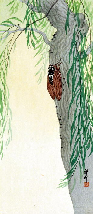 小原古邨　木に蝉　正