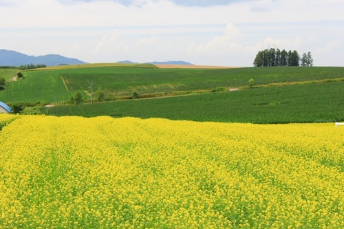 439-109429943 美瑛　（Google Earth 画像より・）