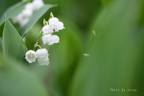 01すずらん　てるえ