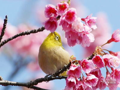 25 寒緋桜かんひざくら